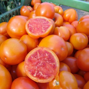 Ferme de Gentissart : tomates